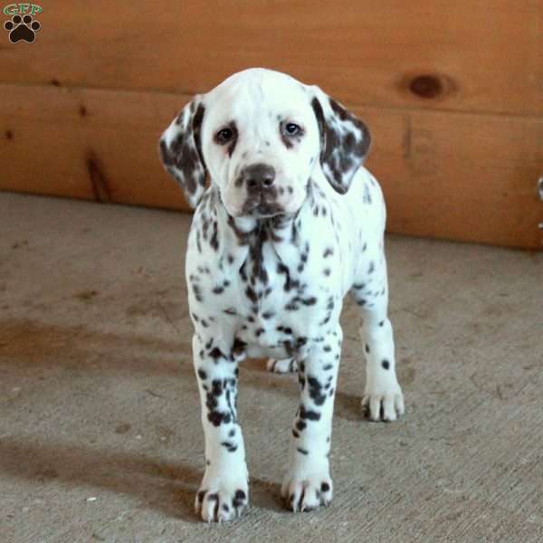 Scout, Dalmatian Puppy