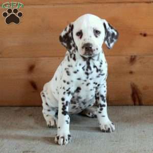 Scout, Dalmatian Puppy