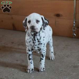 Scout, Dalmatian Puppy