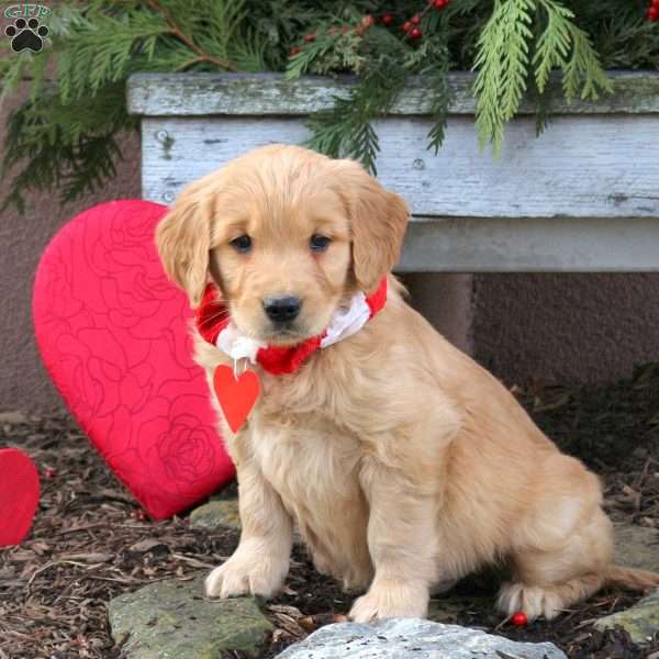 Scout, Golden Retriever Puppy