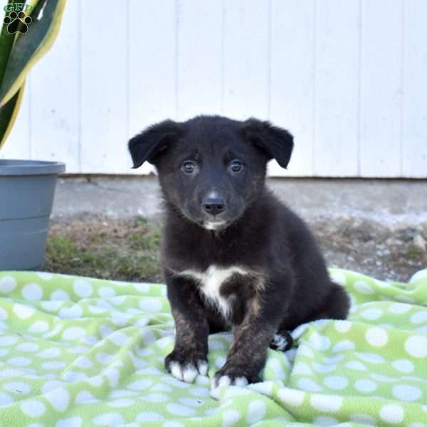 Scout, German Shepherd Mix Puppy