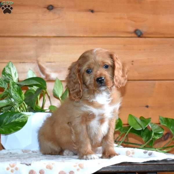 Scout, Cavapoo Puppy