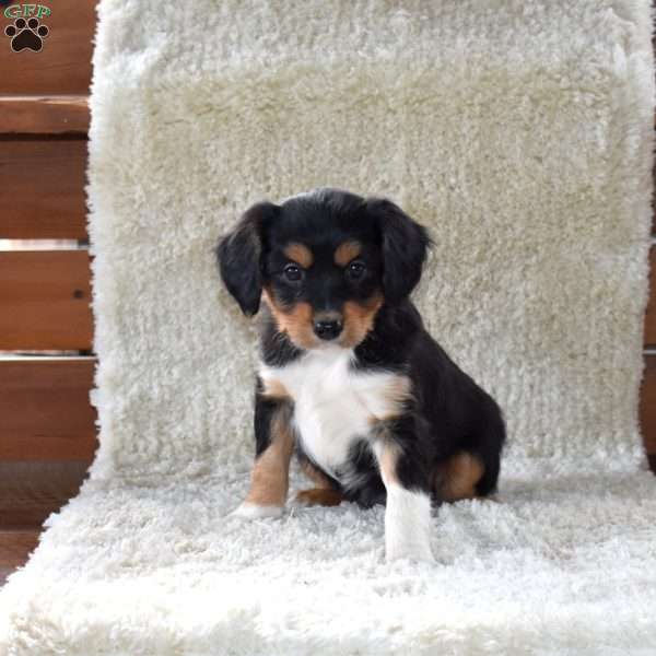 Scout, Cavalier King Charles Mix Puppy
