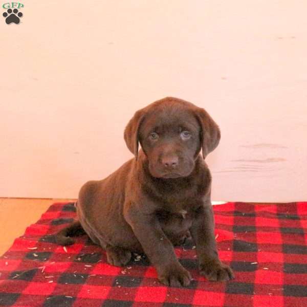 Scout, Charcoal Labrador Retriever Puppy