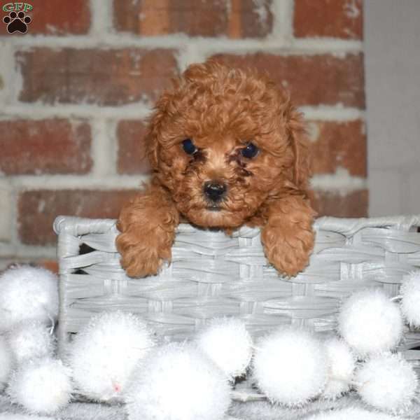 Scout, Yorkie Poo Puppy
