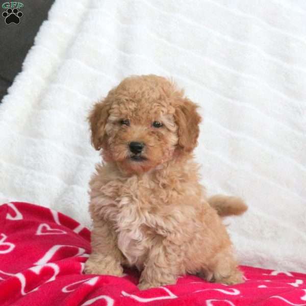 Scout, Toy Poodle Puppy