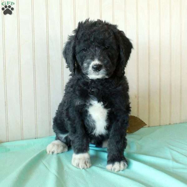 Scout, Borderdoodle Puppy