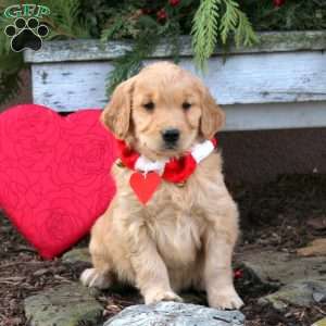 Scout, Golden Retriever Puppy