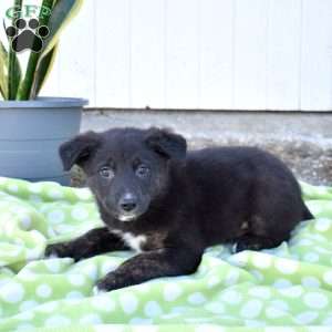 Scout, German Shepherd Mix Puppy