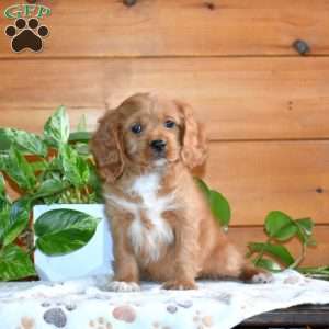 Scout, Cavapoo Puppy