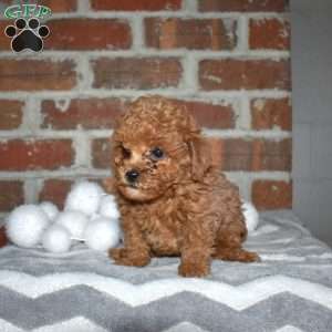 Scout, Yorkie Poo Puppy