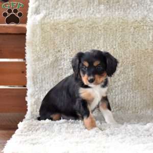 Scout, Cavalier King Charles Mix Puppy