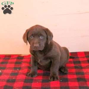 Scout, Charcoal Labrador Retriever Puppy