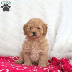 Scout, Toy Poodle Puppy