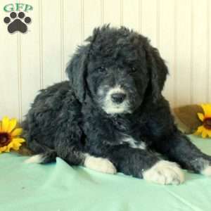 Scout, Borderdoodle Puppy