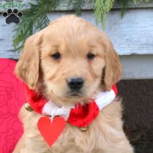 Scout, Golden Retriever Puppy