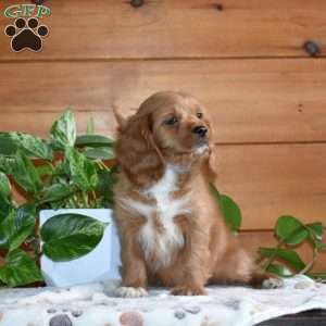 Scout, Cavapoo Puppy