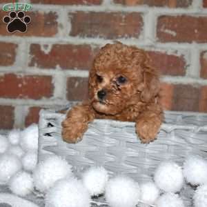 Scout, Yorkie Poo Puppy