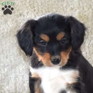 Scout, Cavalier King Charles Mix Puppy