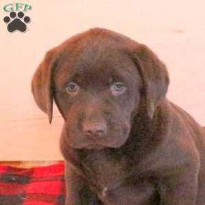 Scout, Charcoal Labrador Retriever Puppy