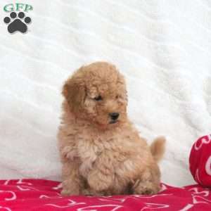 Scout, Toy Poodle Puppy