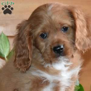 Scout, Cavapoo Puppy