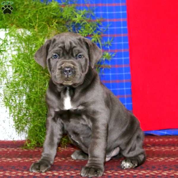 Scout, Cane Corso Puppy