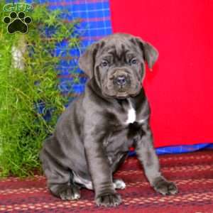Scout, Cane Corso Puppy