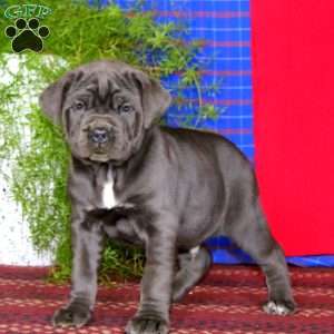 Scout, Cane Corso Puppy