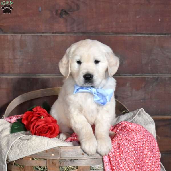 Sebastian, English Cream Golden Retriever Puppy