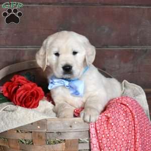 Sebastian, English Cream Golden Retriever Puppy