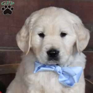 Sebastian, English Cream Golden Retriever Puppy