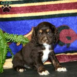 Seth, Cocker Spaniel Puppy