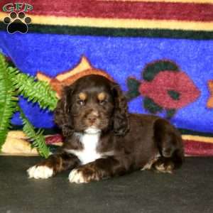 Seth, Cocker Spaniel Puppy