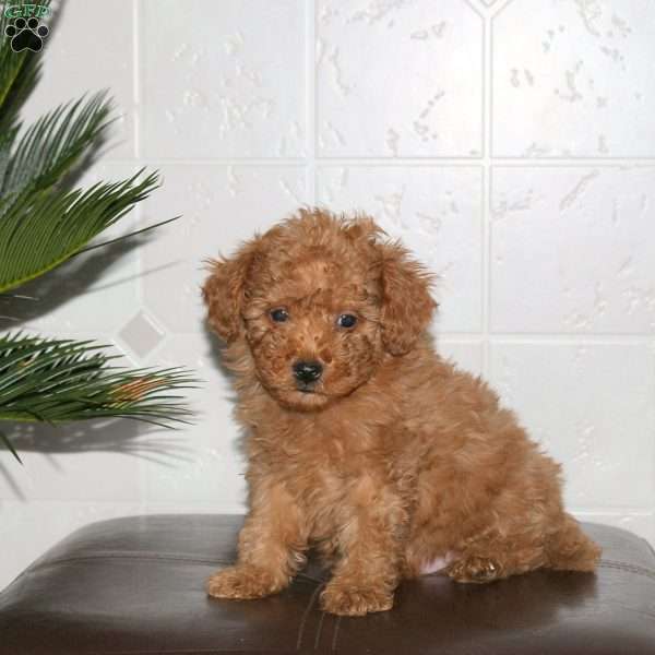 Shackles, Toy Poodle Puppy
