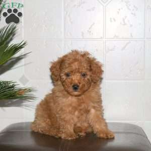 Shackles, Toy Poodle Puppy