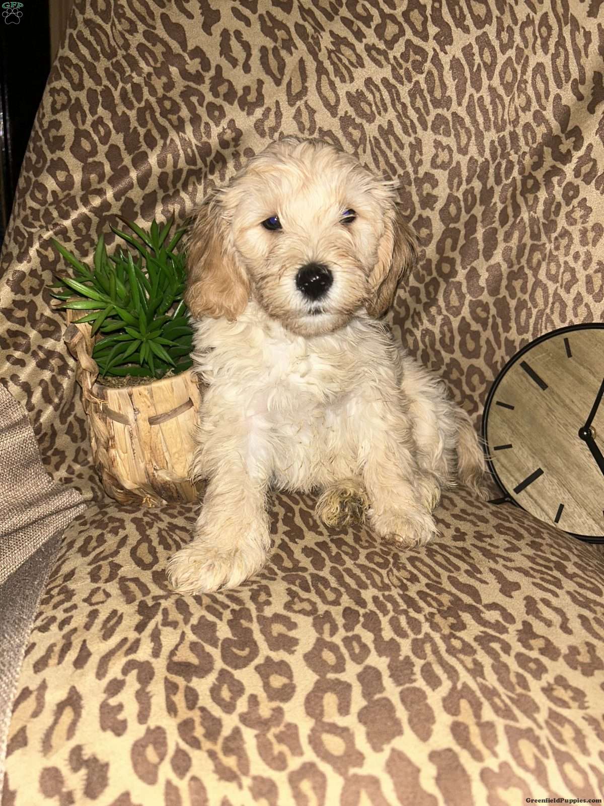 Shadow - Cockapoo Puppy For Sale in Pennsylvania