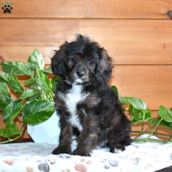 Shadow, Cavapoo Puppy