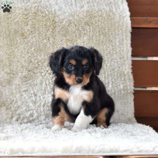 Shadow, Cavalier King Charles Mix Puppy
