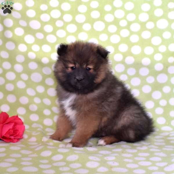 Shadow, Pomeranian Puppy
