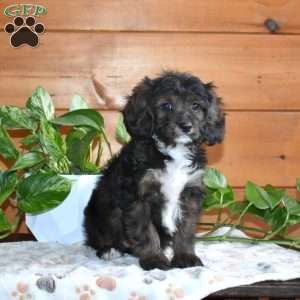 Shadow, Cavapoo Puppy