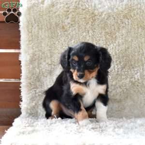 Shadow, Cavalier King Charles Mix Puppy