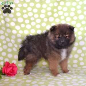 Shadow, Pomeranian Puppy