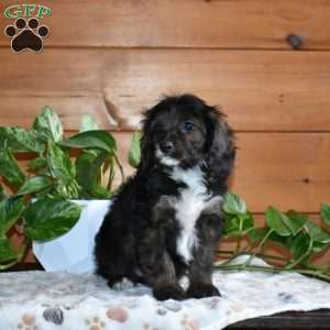 Shadow, Cavapoo Puppy