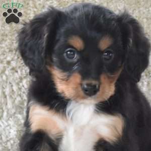 Shadow, Cavalier King Charles Mix Puppy