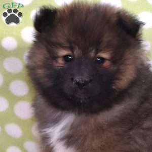 Shadow, Pomeranian Puppy
