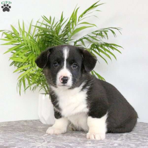 Shaggy, Pembroke Welsh Corgi Puppy