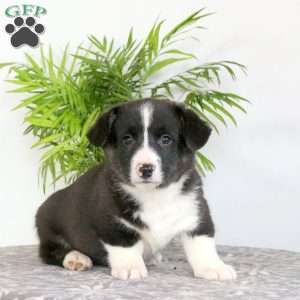 Shaggy, Pembroke Welsh Corgi Puppy