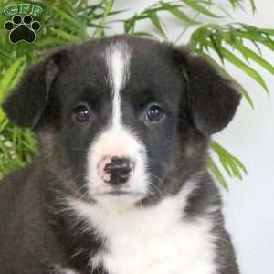 Shaggy, Pembroke Welsh Corgi Puppy