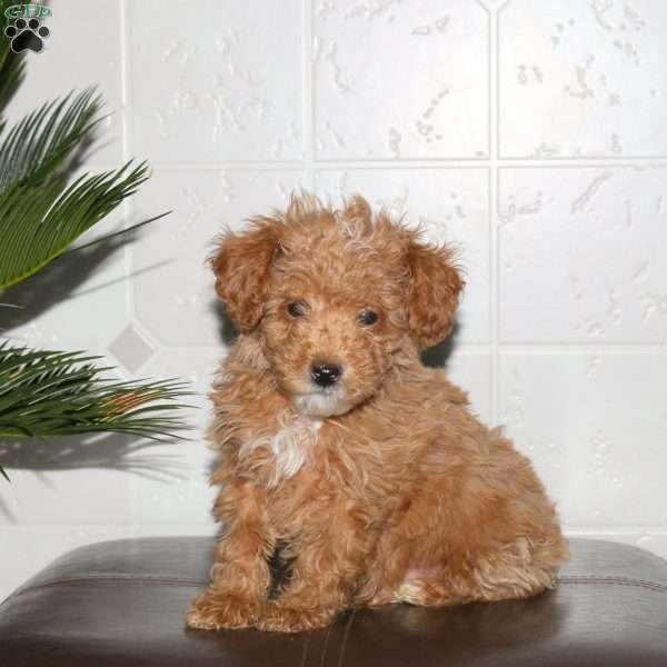 Shane, Toy Poodle Puppy
